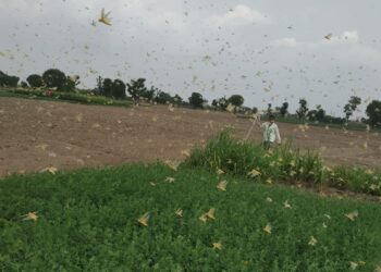 Bayer supports locust control drive in India