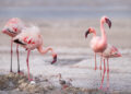‘A Perfect Planet’ – An unmissable show on Earth’s powerful forces only on Sony BBC Earth