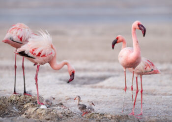 ‘A Perfect Planet’ – An unmissable show on Earth’s powerful forces only on Sony BBC Earth