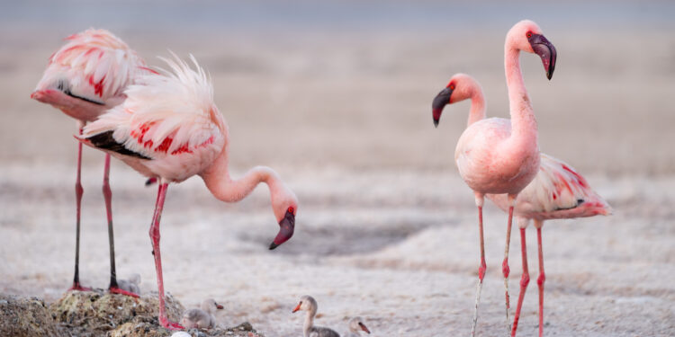 Flamingos with chicks on Lake Natron