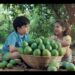 “Mangoes as a Metaphor” in L&T Mutual Fund’s ‘Investing Ke Aam Tarikey’ Campaign