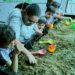Anukur Pre School Naranpura, Ahmedabad organized “Grow Your Own Veggie” activity