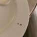 Customer found Stones & hair in food dish at ITC Narmada, Ahmedabad